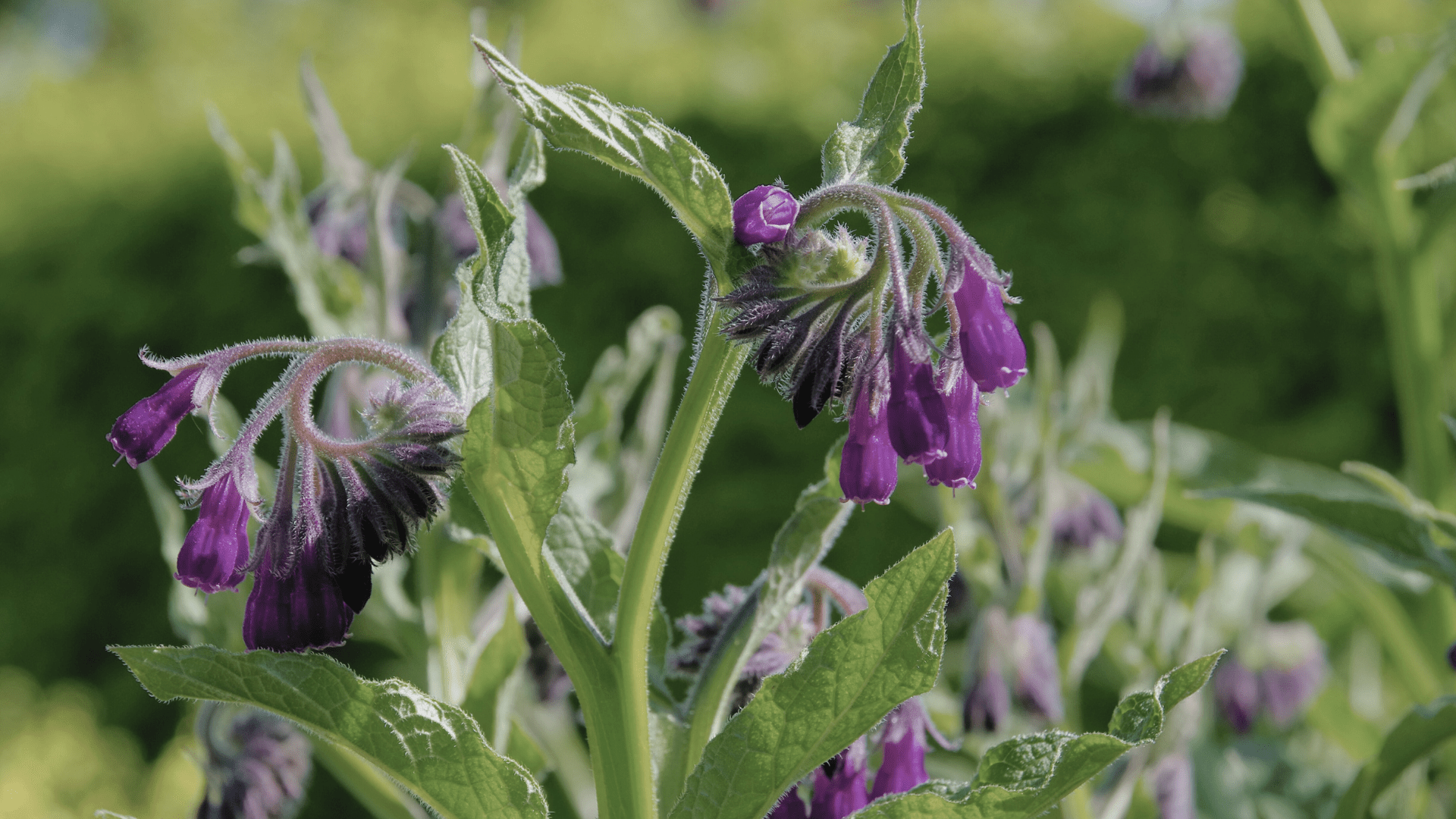 Allantoin Benefits for Skin: The Gentle Healer You’re Probably Overlooking - GRAES
