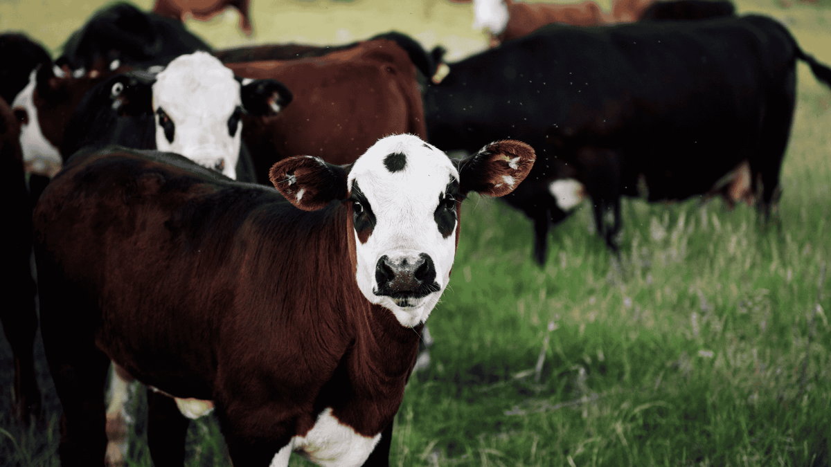 Is Beef Tallow a Good Moisturizer? - GRAES