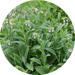 Allantoin