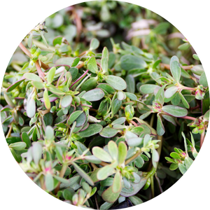 Purslane Extract